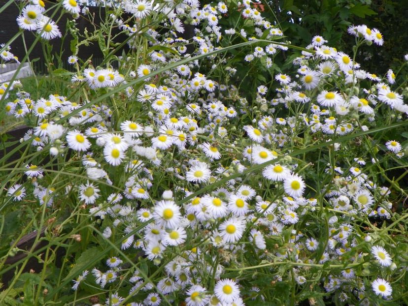 erigeron annuus - Dobarland 2019 3