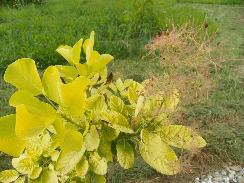 cotinus cogg. Golden Spirit - Dobarland 2019 3