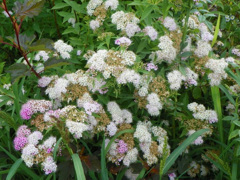 spiraea Genpei - Dobarland 2019 3