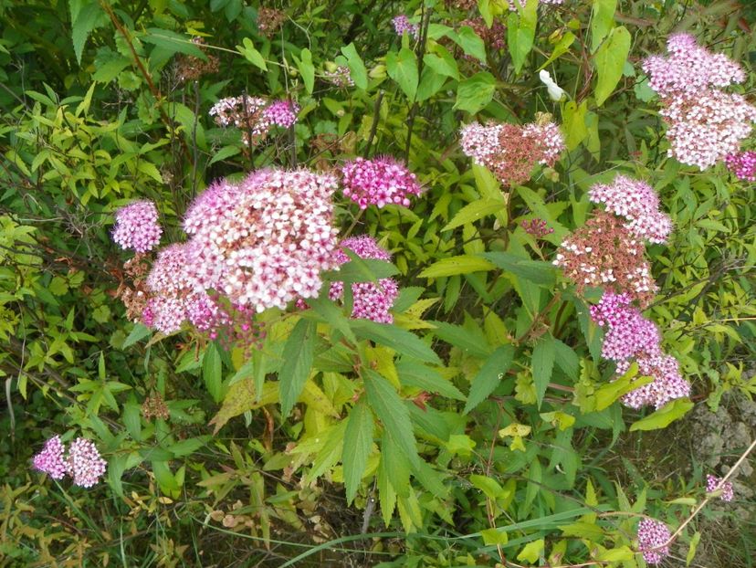 spiraea Crispa - Dobarland 2019 3