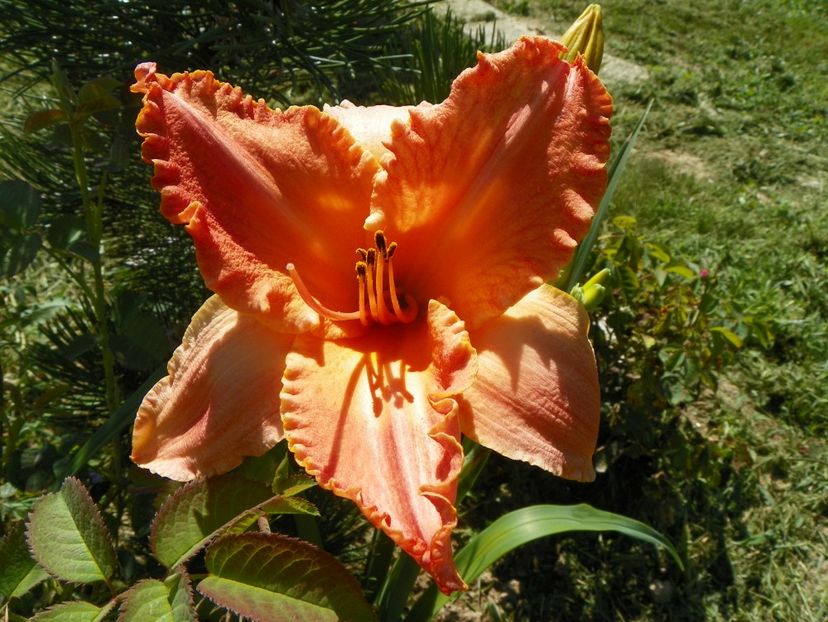 hemerocallis Senegal - Dobarland 2019 3