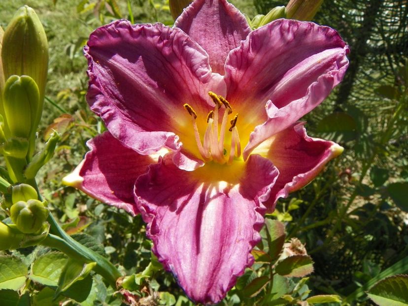 hemerocallis Entrapment - Dobarland 2019 3