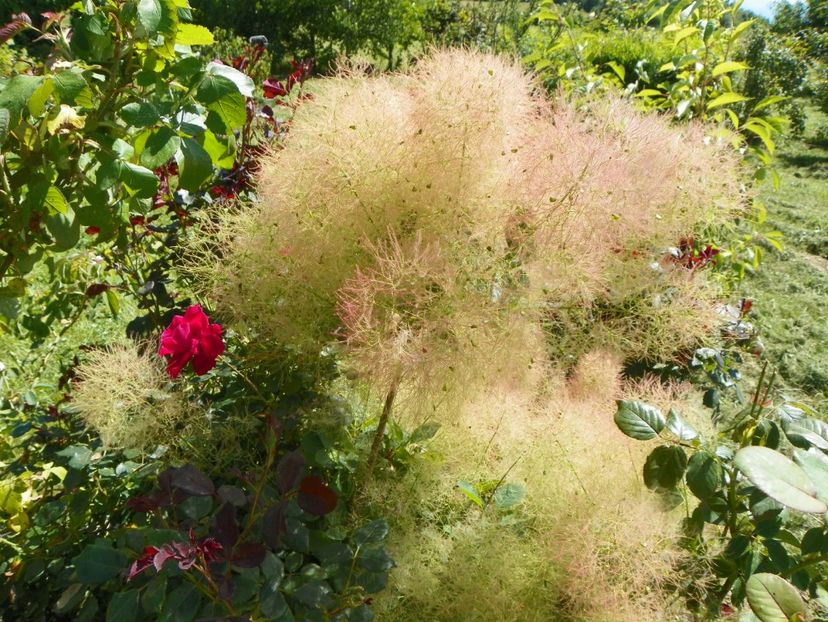 cotinus cogg. Young Lady - Dobarland 2019 3