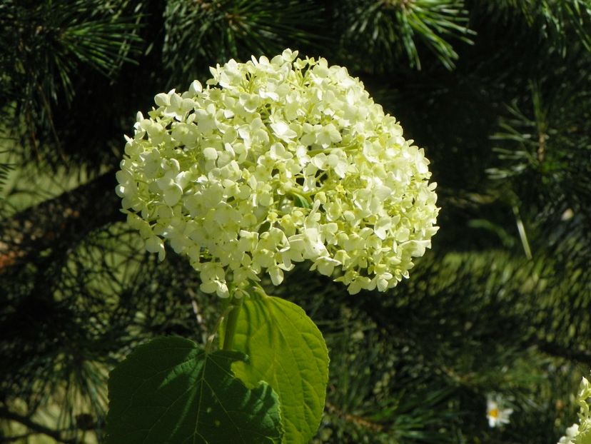 hydrangea arb. Annabell - Dobarland 2019 3