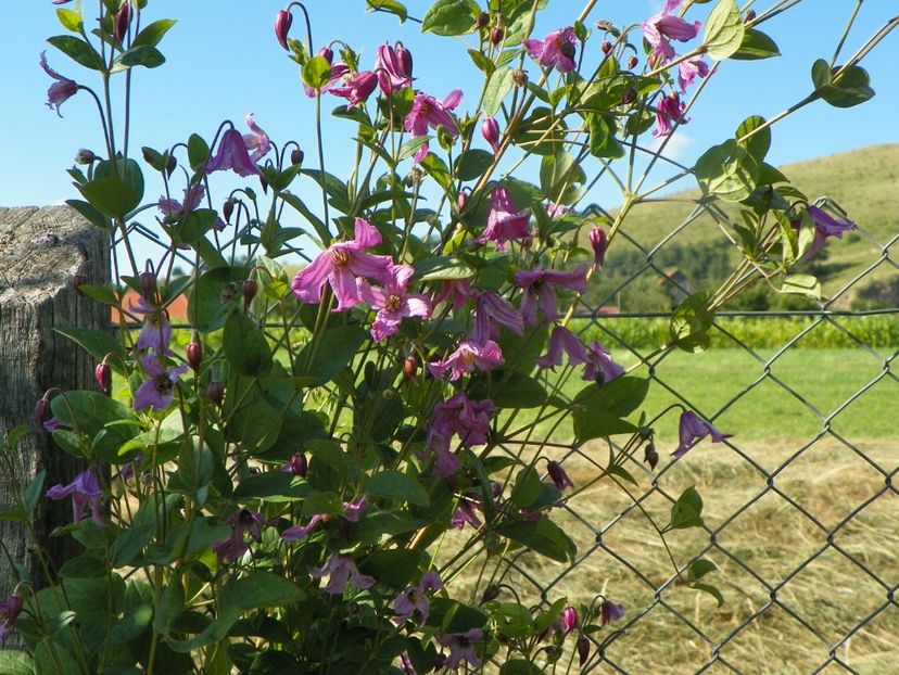 clematis Heather Herschell - Dobarland 2019 3