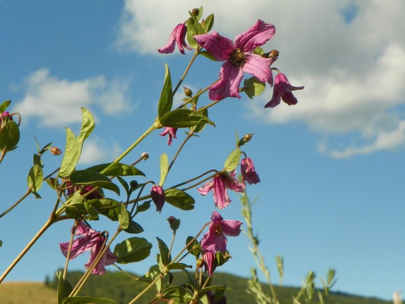 clematis Heather Herschell - Dobarland 2019 3