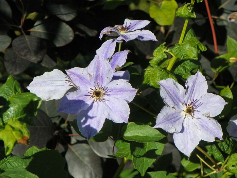 clematis Skyfall - Dobarland 2019 3