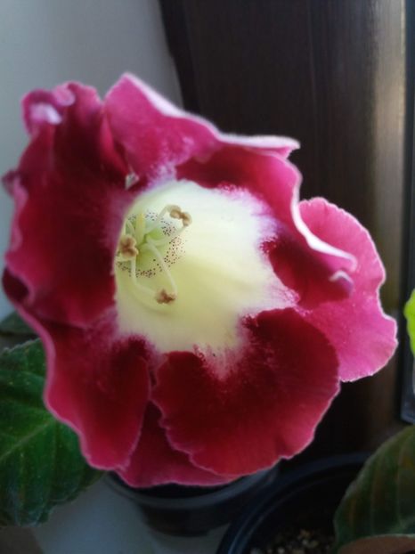 11 - gloxinia 2019