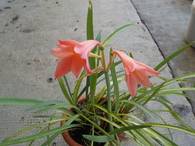  - cyrtanthus elatus