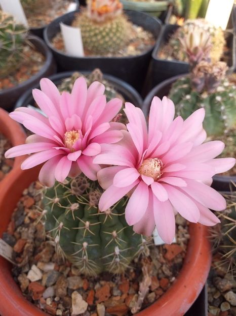 Gymnocalycium Quehlianum - Cactusi înfloriti 2019