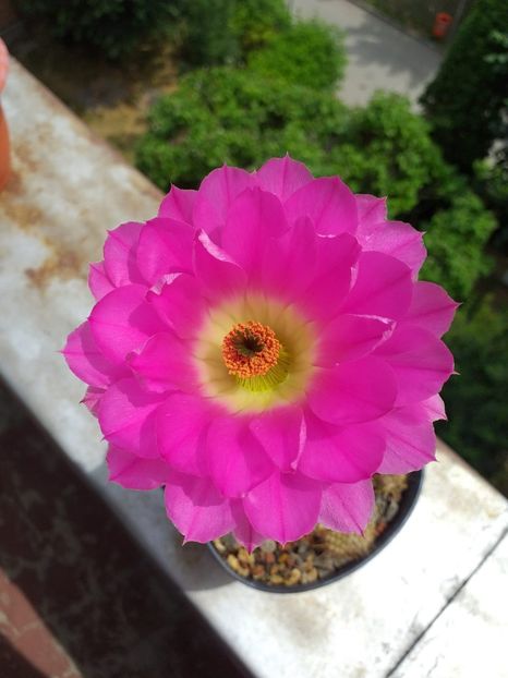 Echinocereus rigidisimus v. Rubrispinus - Cactusi înfloriti 2019
