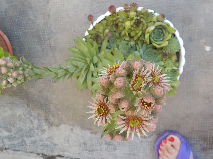  - Genul Sempervivum