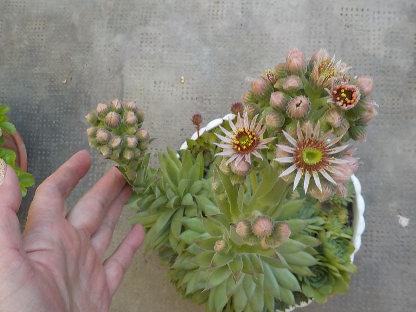  - Genul Sempervivum