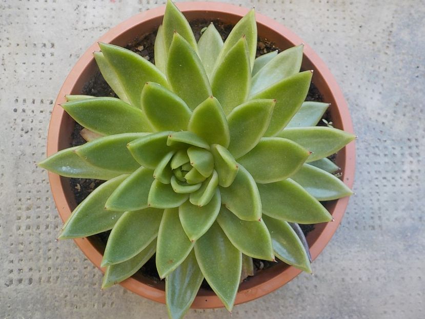  - echeveria agavoides