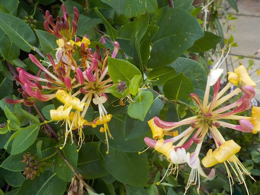  - lonicera