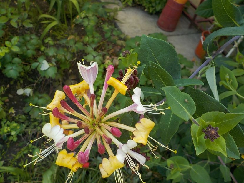  - lonicera