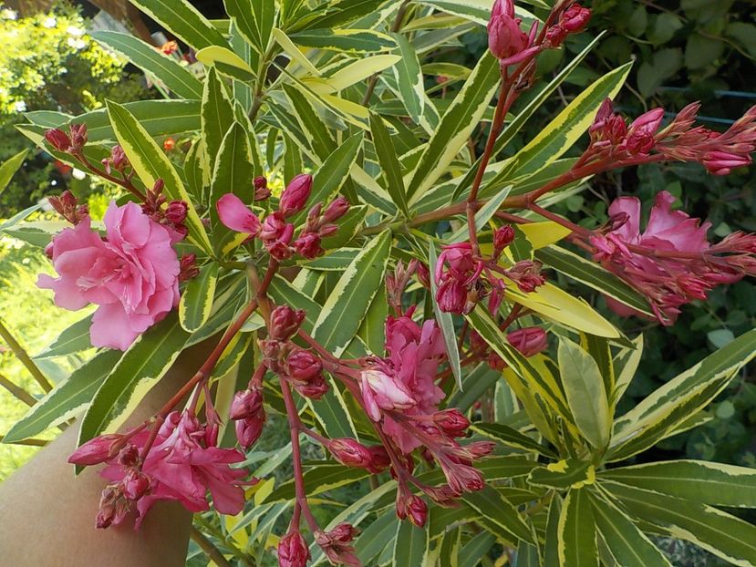  - variegat nr 24
