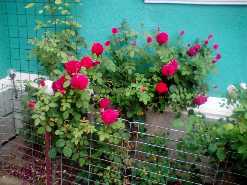 07 07 2019 - Munstead Wood