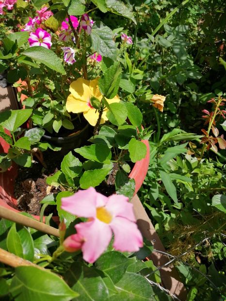  - Hibiscus