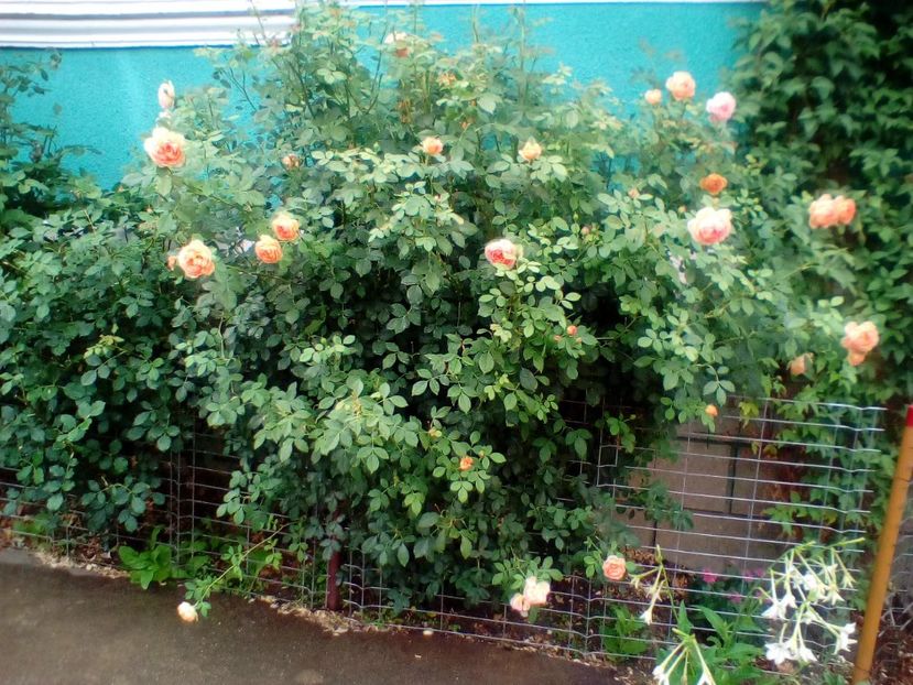 07 07 2019 - Lady of Shalott