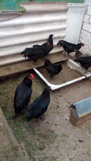  - Pui australorp 13 săptămâni negrii și albaștrii