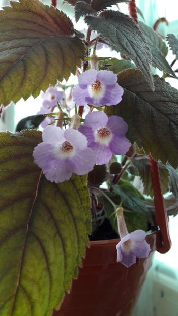 2019 - Camille Brozzoni