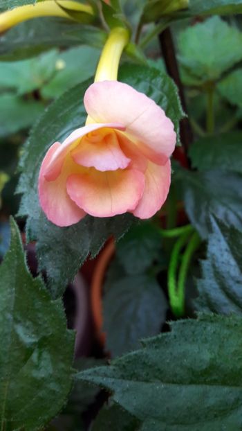 2019 - Amie Saliba Improved