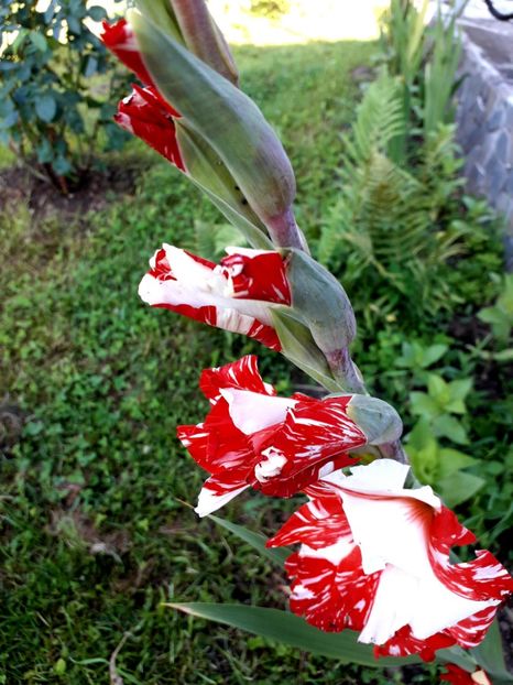 2019 - AAAA_GLADIOLE 2015_2017_2018_2019