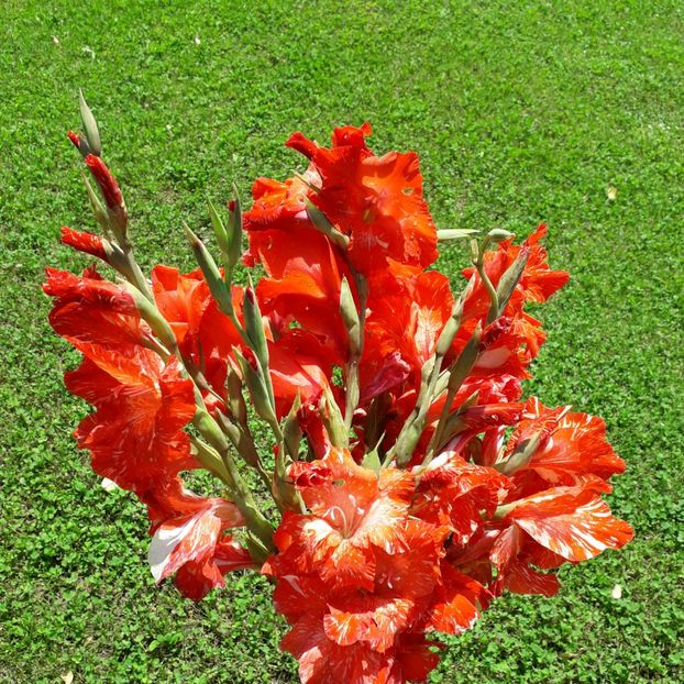  - AAAA_GLADIOLE 2015_2017_2018_2019