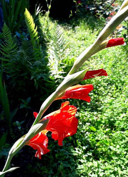  - AAAA_GLADIOLE 2015_2017_2018_2019