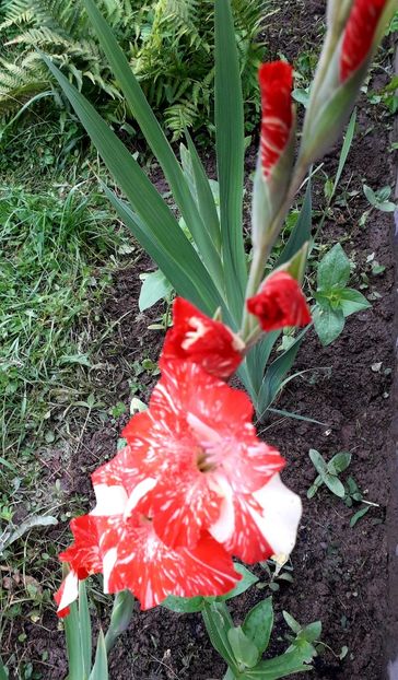  - AAAA_GLADIOLE 2015_2017_2018_2019