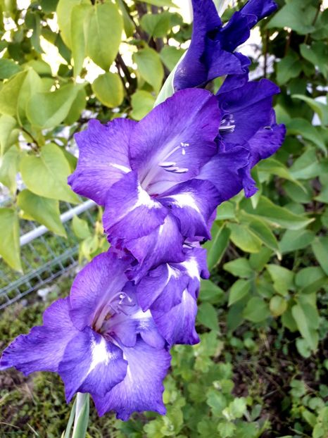  - AAAA_GLADIOLE 2015_2017_2018_2019