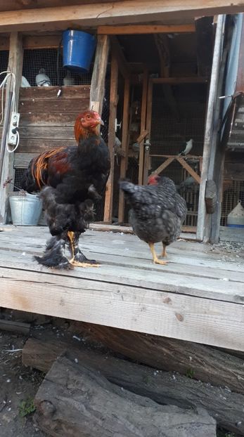 received_2288814391174286 - Pui brahma 2019