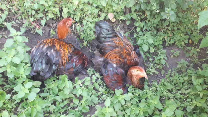 received_335960397333248 - Pui brahma 2019