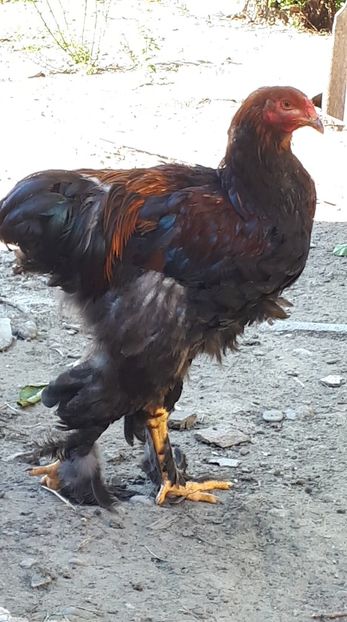 received_444502399680831 - Pui brahma 2019