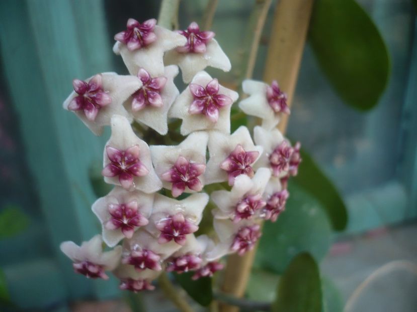 P1420147 - HOYA 2019