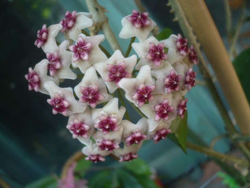 P1420148 - HOYA 2019