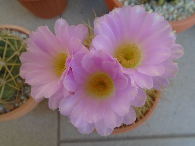 Acanthocalycium spiniflorum - Cactusi 2019 bis