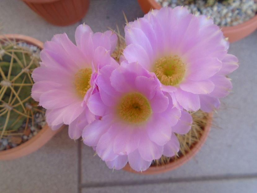 Acanthocalycium spiniflorum - Cactusi 2019 bis