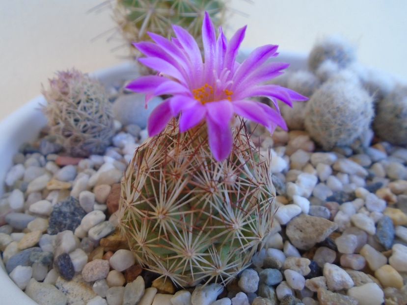 Escobaria hesteri - Cactusi 2019 bis