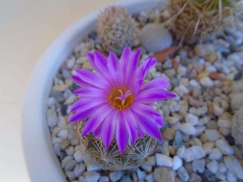 Escobaria hesteri - Cactusi 2019 bis