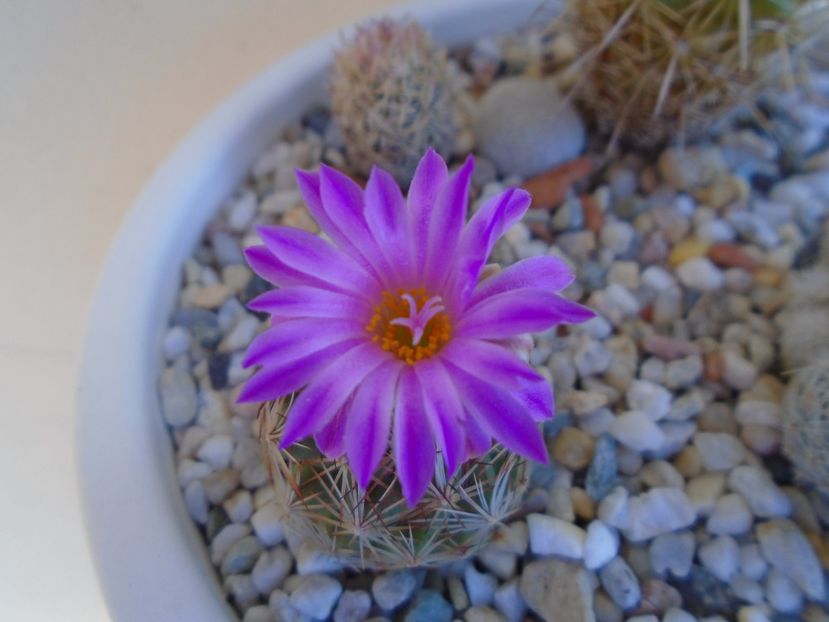 Escobaria hesteri - Cactusi 2019 bis