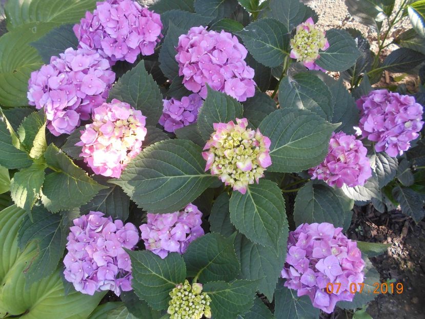  - 2Azalee-rhododendroni-hortensii-hoste 2019