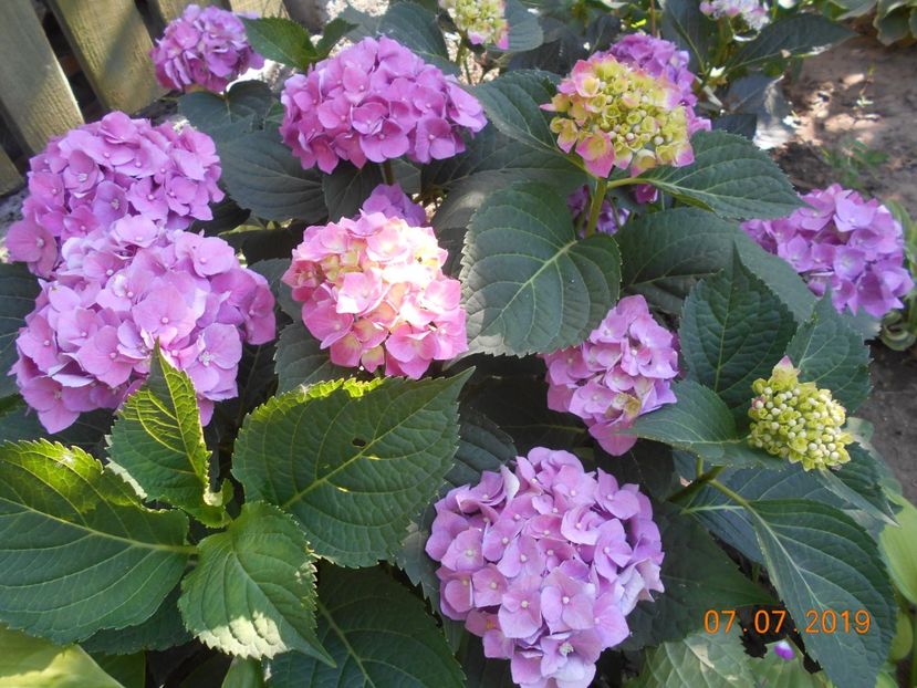  - 2Azalee-rhododendroni-hortensii-hoste 2019