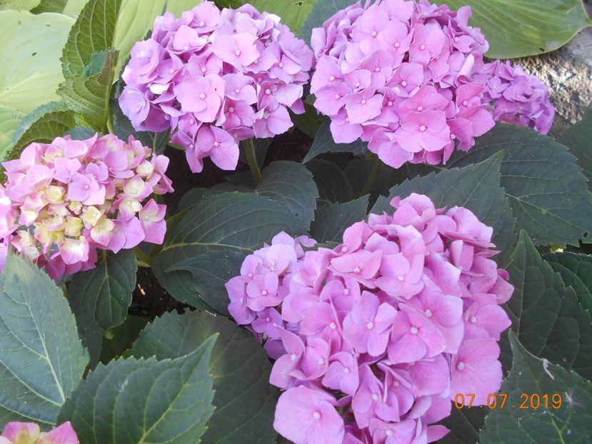  - 2Azalee-rhododendroni-hortensii-hoste 2019