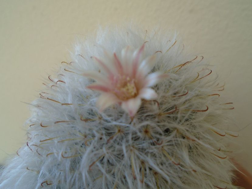 Mammillaria bocasana cv. multilanata - Cactusi 2019 bis