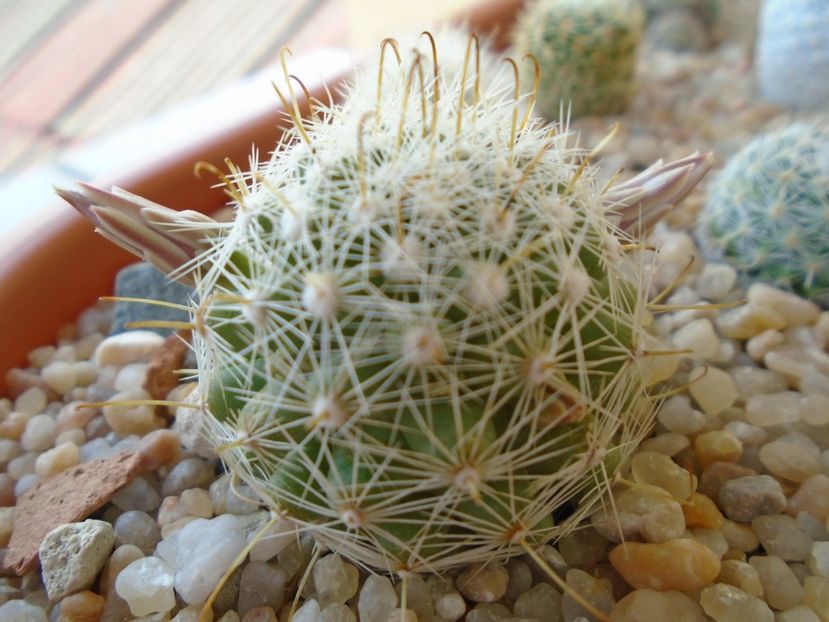 Mammillaria boolii - Cactusi 2019 bis