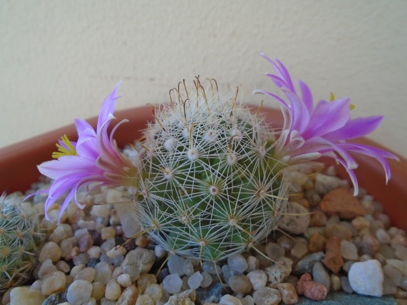 Mammillaria boolii - Cactusi 2019 bis