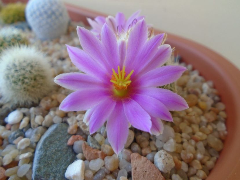 Mammillaria boolii - Cactusi 2019 bis
