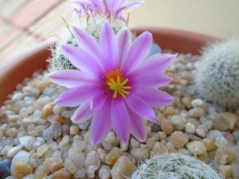 Mammillaria boolii - Cactusi 2019 bis